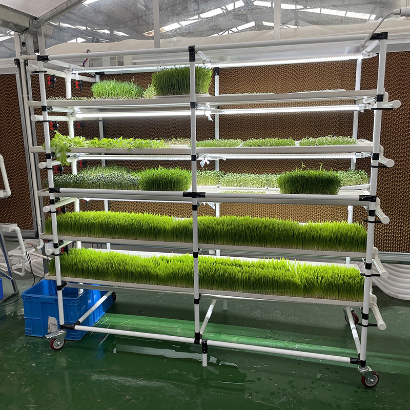 Lyine Greenhouse Hydroponic Microgreens Grow Rack System | 100*70*125C ...