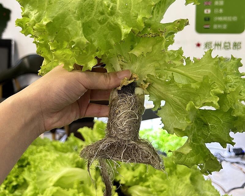hydroponic plants for sale Lyine 3P Smart Vertical Hydroponic Tower - Growing for Fresh Food