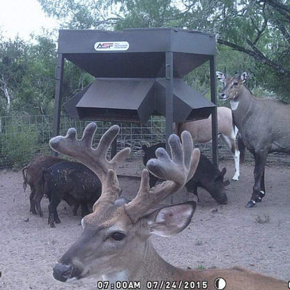 ASF Low Profile Protein Feeders | Capacity 2,000lb, 3,000lb & 4,500lb | Height 84", 91" & 100" inches