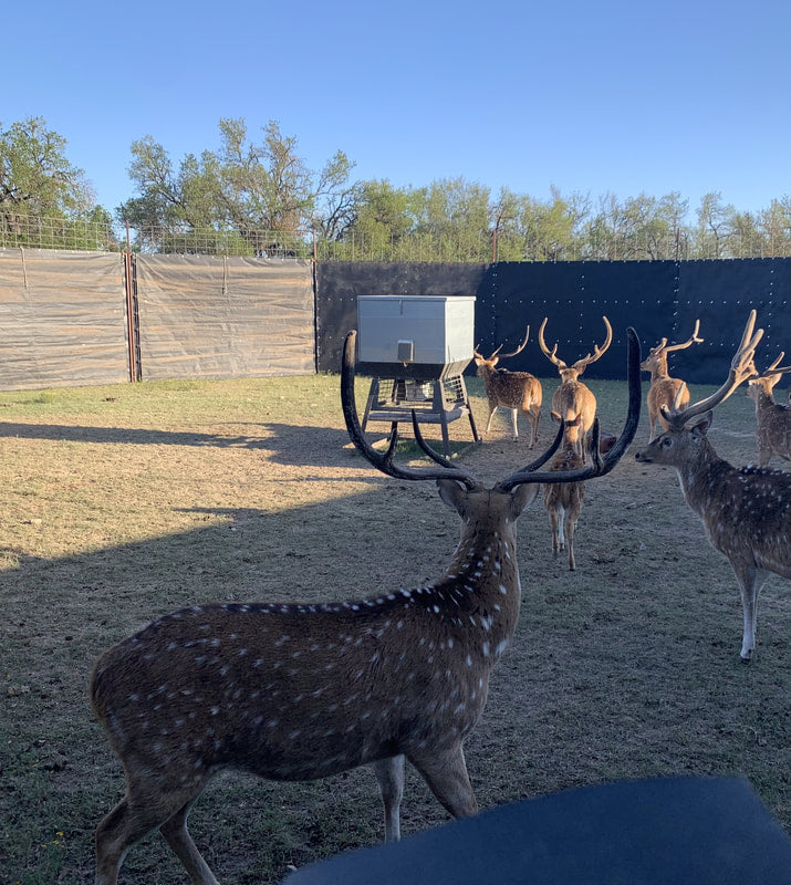 EGC Traps Exotic Traps | Corral Trap System | 48' Diameter | 8' Tall Panels | 2 Gates & 13 Panels | Camera Monitoring | Wildlife & Feral Hog Management