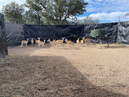 EGC Traps Exotic Traps | Corral Trap System | 48' Diameter | 8' Tall Panels | 2 Gates & 13 Panels | Camera Monitoring | Wildlife & Feral Hog Management