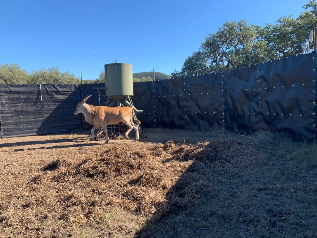 EGC Traps Exotic Traps | Corral Trap System | 48' Diameter | 8' Tall Panels | 2 Gates & 13 Panels | Camera Monitoring | Wildlife & Feral Hog Management
