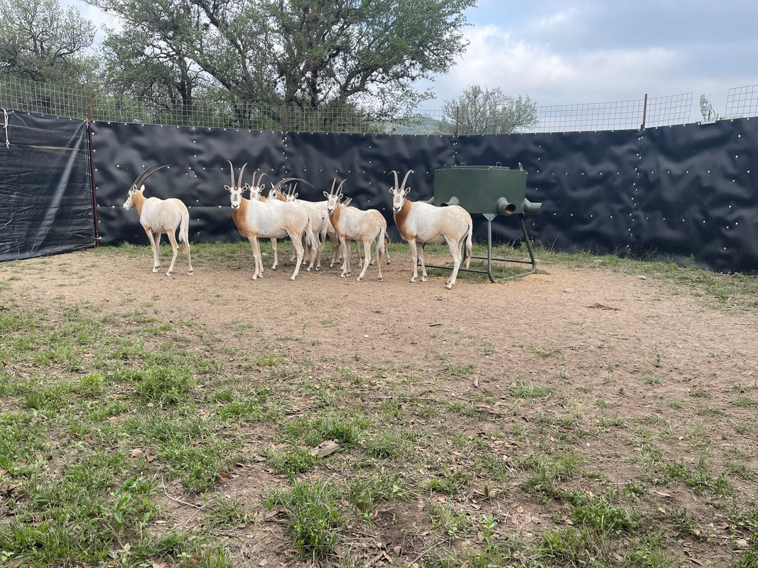 EGC Traps Exotic Traps | Corral Trap System | 48' Diameter | 8' Tall Panels | 2 Gates & 13 Panels | Camera Monitoring | Wildlife & Feral Hog Management