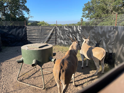 EGC Traps Exotic Traps | Corral Trap System | 48' Diameter | 8' Tall Panels | 2 Gates & 13 Panels | Camera Monitoring | Wildlife & Feral Hog Management