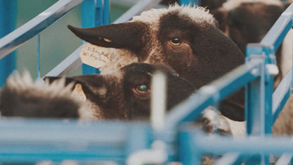 Sydell Complete Corral System A | #0991 | Length 50'5" | For Sheep & Goat Working System