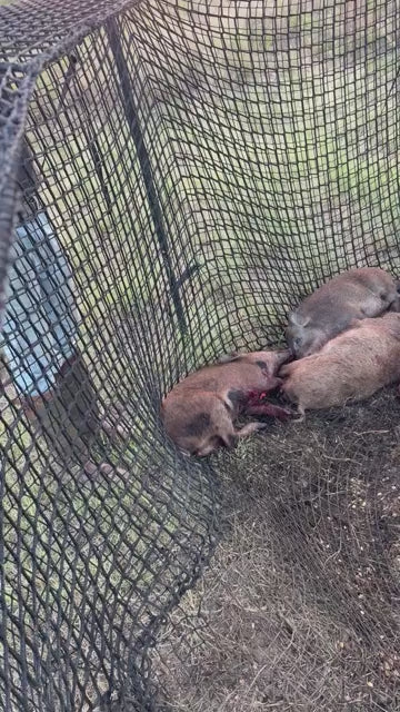 Pig Brig Trap Net Only | 20' Diameter | Double-Wall Wild Hog Trap Net | Multi-Catch Boar Control System