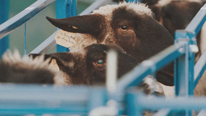 Sydell Slide Swing Gate | #0943-8 / #0943-8-G | 93 3/8" Width | For Sheep & Goat Corral Systems