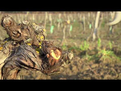 Infaco | Electrocoup F3015 Medium Head Complete Shear | 1.8˝ Cutting Capacity