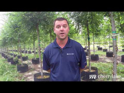 Infaco | Electrocoup F3015 Medium Head Complete Shear | 1.8˝ Cutting Capacity