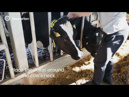 Sveaverken MooCollar Bree-Heat Detection And Health Monitoring For Dairy