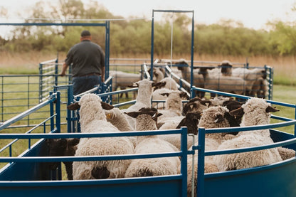 Sydell Corral Working System Tub | #0989TUB | 13'6" L x 7'8" W | For Sheep & Goat Handling