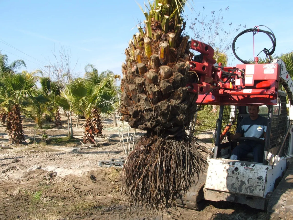 Ez Spot Ur Attachment 5 Finger Rock & Tree Hand | Model EZ-2010 | 42" Opening | 20–30 GPM | 3–5 Ton | For Skid Steer, Compact Track Loaders, Wheel Loaders, Excavators, Mini Excavators, Telehandlers & Backhoes