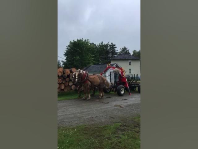 Woody Equipment 10′ Forestry Trailer Model 10-78 HV with Log Loader 130-HD / HDT | For Tractors