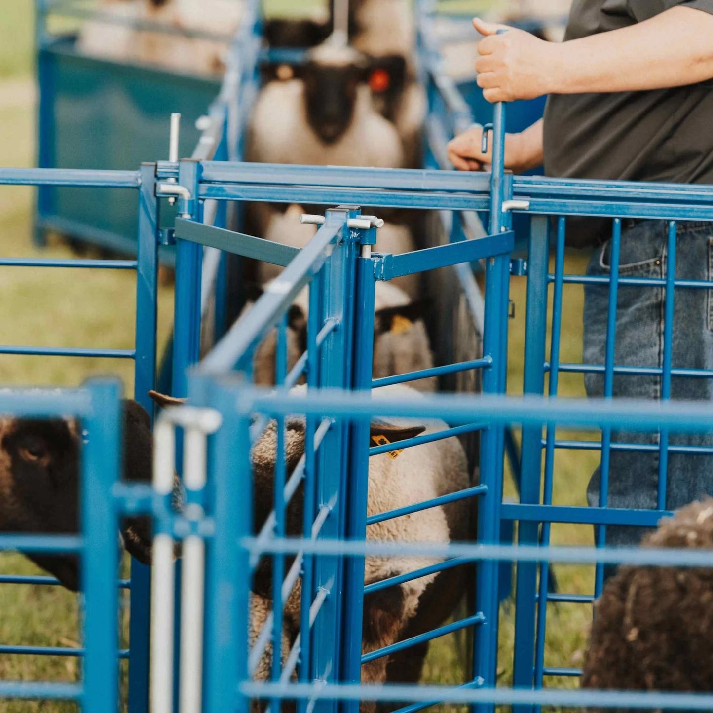 Sydell Complete Corral Working System B | #0992 | 34'6" L x 14" W | For Sheep & Goat Handling System